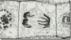 introsnap001_sm_thumb
